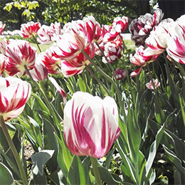 tulipe double tardive -carnaval de nice